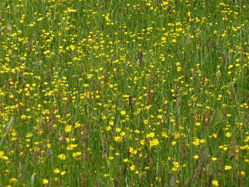 Full frame shot of yellow flowers growing in field