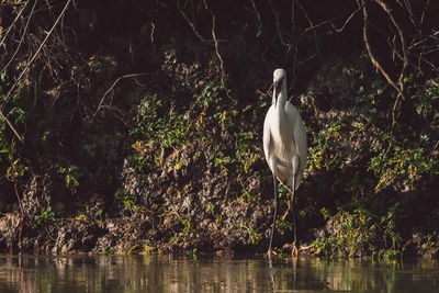 Bird perching on a lake