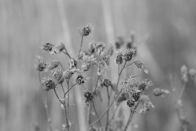 Close-up of flowering plant on field