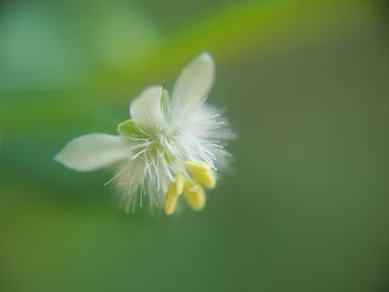 Close-up of flower against blurred background