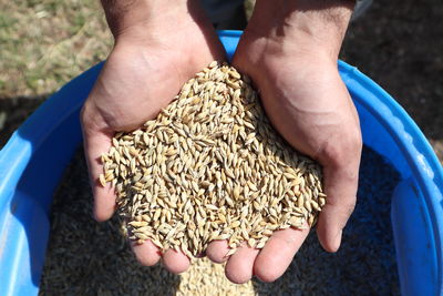 Heap of pearl barley grains, vegetarian food