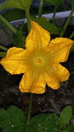 Close-up of yellow flowers