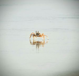 Close-up of bird in water