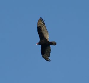 Low angle view of birds flying against blue sky