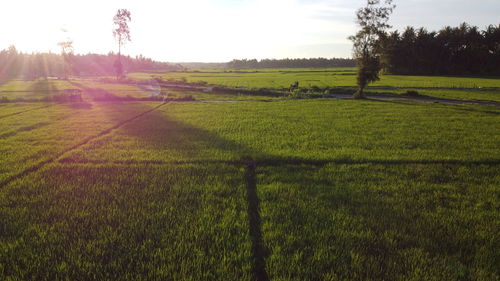 Scenic view of farm against sky