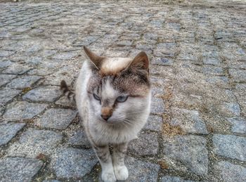 Close-up of a cat looking away