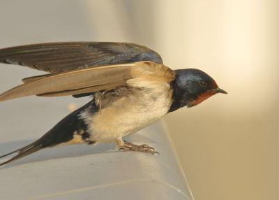 Close-up of bird perching