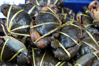 High angle view of crab for sale at market