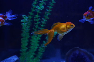 Fish swimming in aquarium 