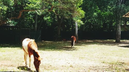 Horse on tree