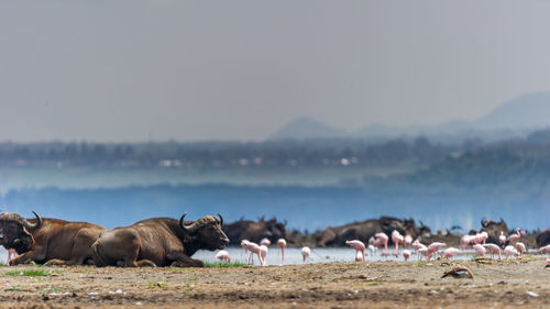 Flock of sheep on shore against sky