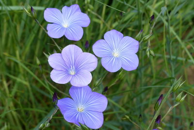 Close-up of purple flowers blooming on field