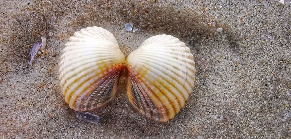 Close-up of seashell on beach