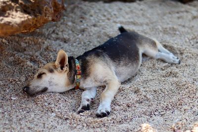 Full length of a dog looking away