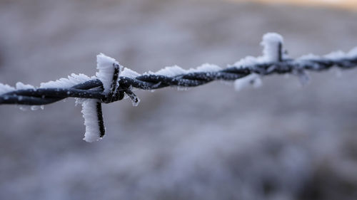 Close-up of frozen barbed wire during winter