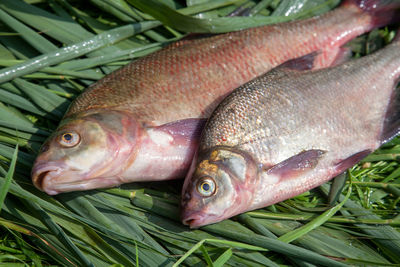 Close-up of fish for sale