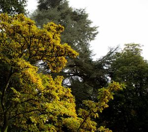 Low angle view of trees against sky