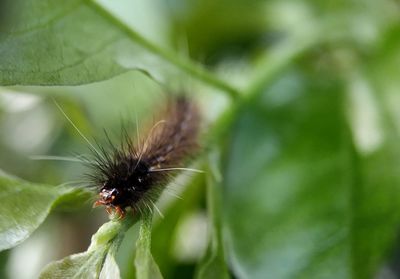 Close-up of insect on plant