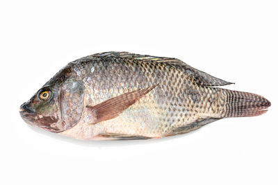 Close-up of fish over white background