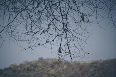 Close-up of twigs against clear sky