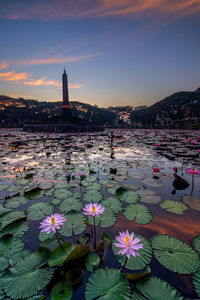 Close-up of flowering plants in water against sky at sunset