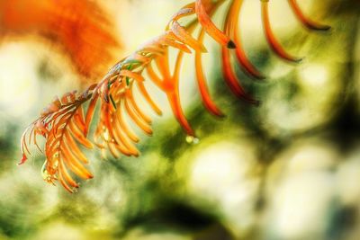 Close-up of caterpillar on plant