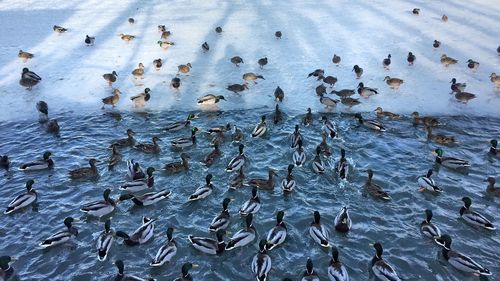 High angle view of birds swimming in lake during winter