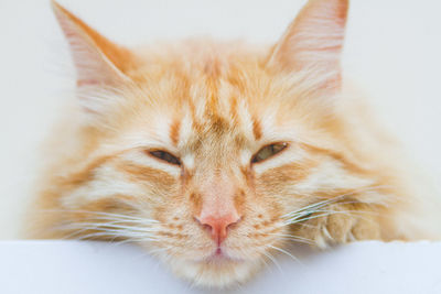 Close-up portrait of a cat