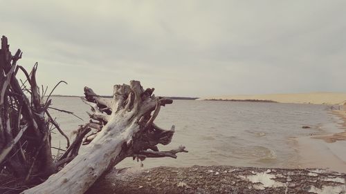 Close-up of tree trunk against sea