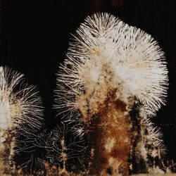 Close-up of cactus plant against black background