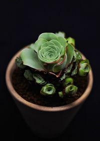 High angle view of succulent plant against black background