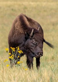 Portrait of a horse grazing in a field