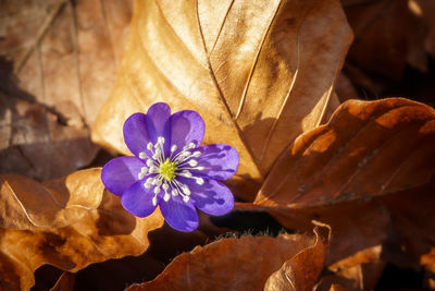 Close-up of purple flower