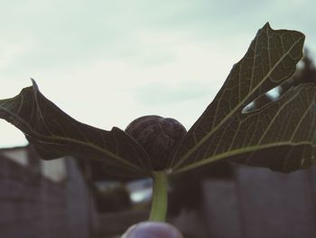 Low angle view of plant against sky