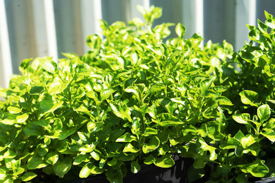 Close-up of fresh green leaves