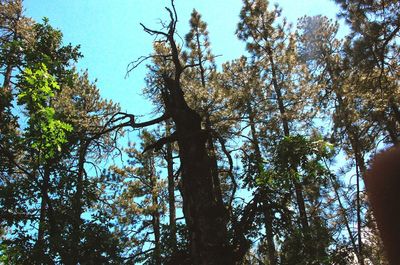 Low angle view of trees against sky