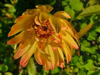 Close-up of insect on yellow flowering plant