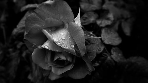 Close-up of rose blooming outdoors