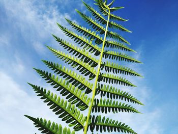 Low angle view of palm tree leaves against sky