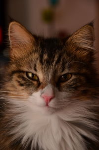 Close-up portrait of a cat