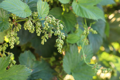 View of hop buds and leaves on a vine