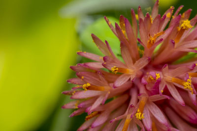 Close-up of yellow flower blooming outdoors