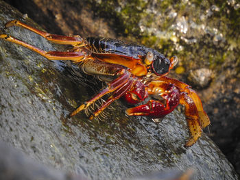 Close-up of crab on rock