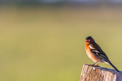 Bird perching on wood