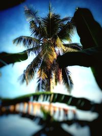 palm tree