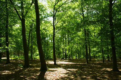 Trees growing in forest