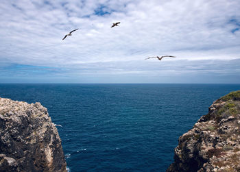 Seagulls flying over sea against sky