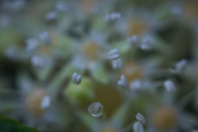 Close-up of flower plant