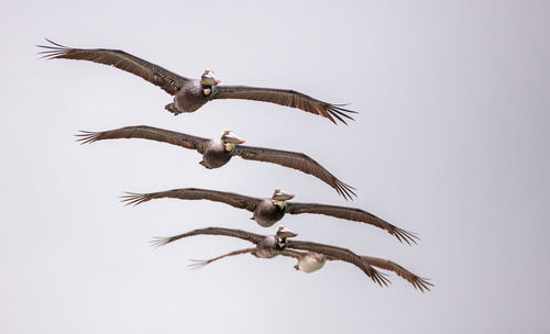 Brown pelican bird pelecanus occidentalis flying and swimming around barefoot beach