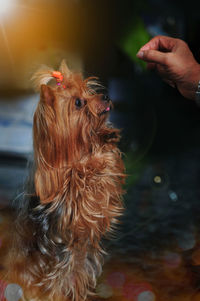 Close-up of dog with hand